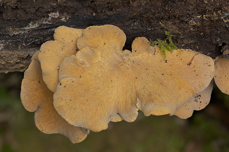 Polyporus leptocephalus